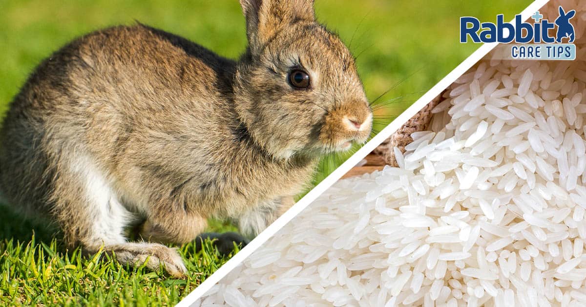 Can rabbits eat rice