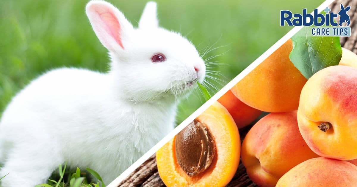 Can rabbits eat apricots