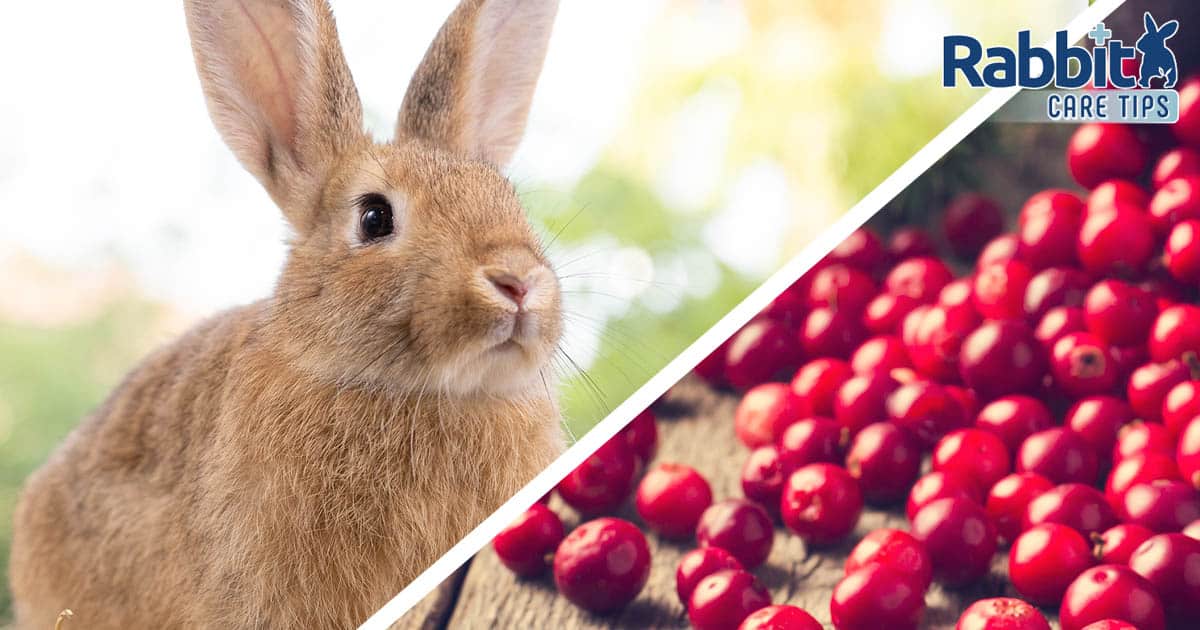 Can rabbit eat cranberries