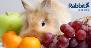 What fruit can rabbits eat