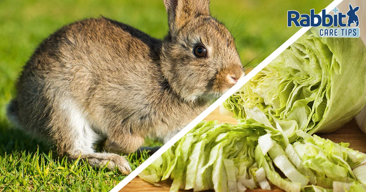 Can rabbits eat iceberg lettuce