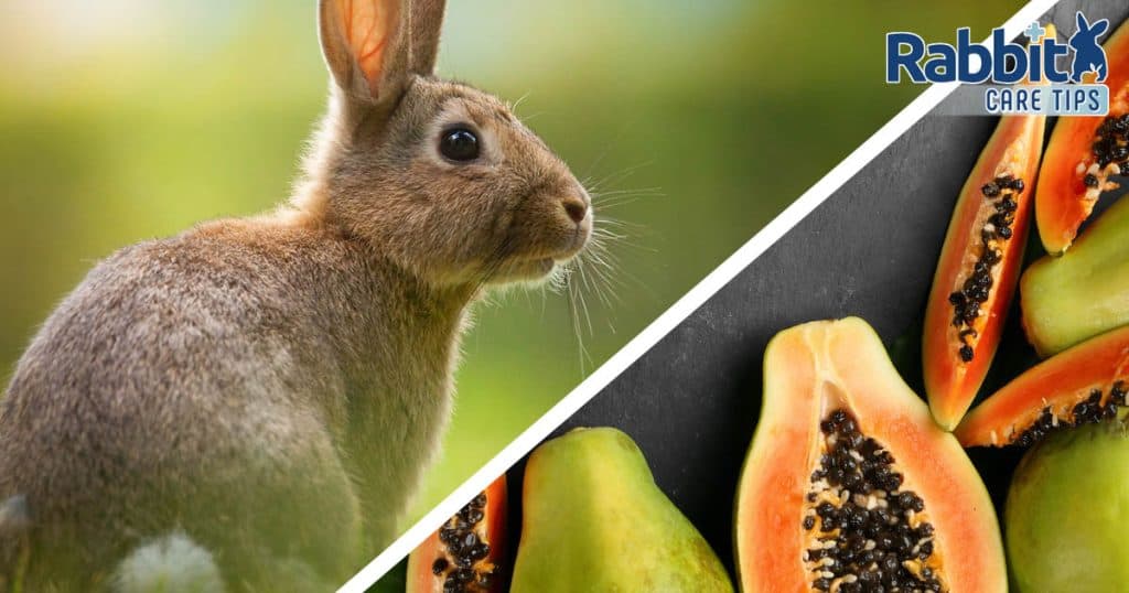 Can Rabbits Eat Papaya? — Rabbit Care Tips
