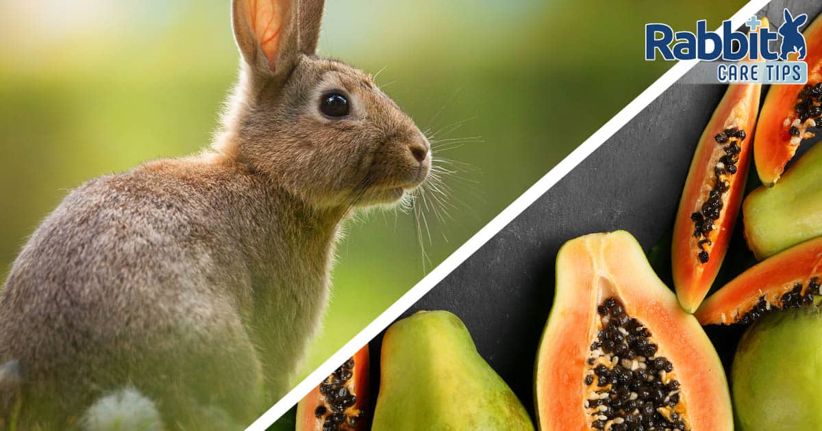 Can rabbits eat papaya