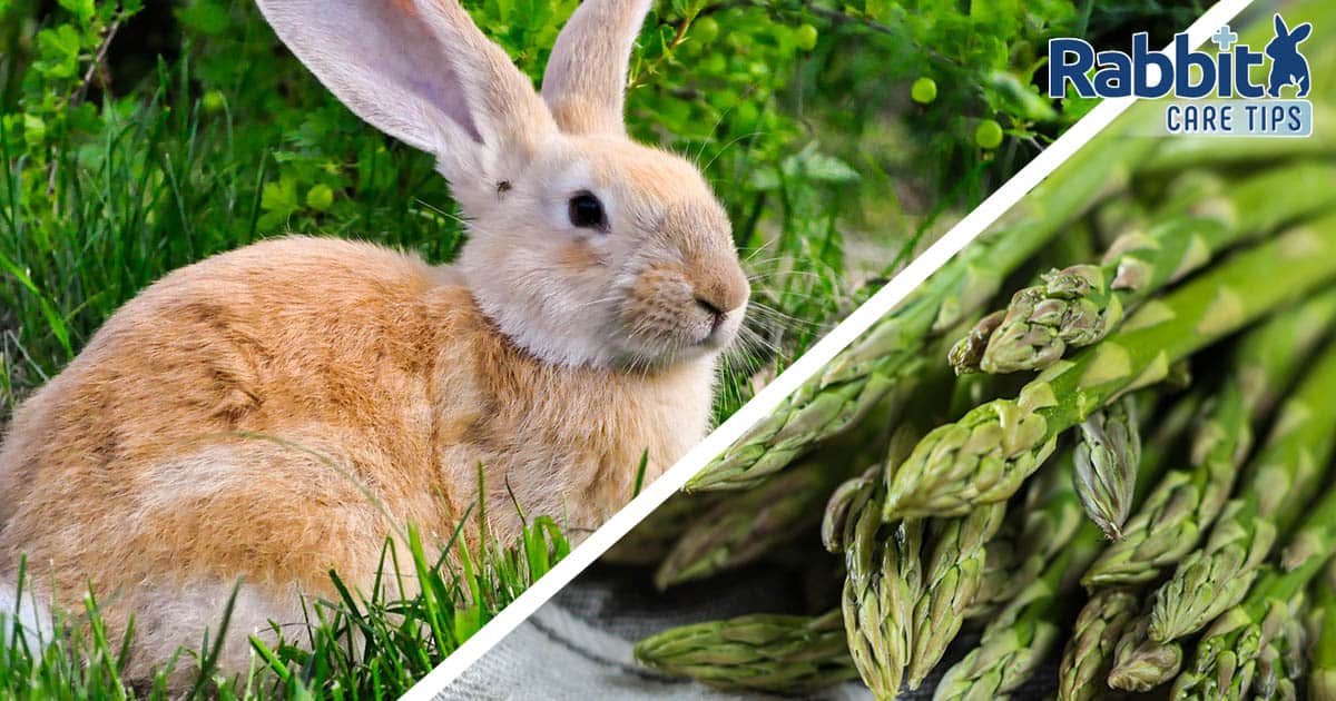 Rabbit eating asparagus