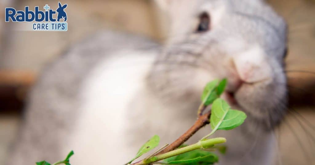 Rabbit munching on basil
