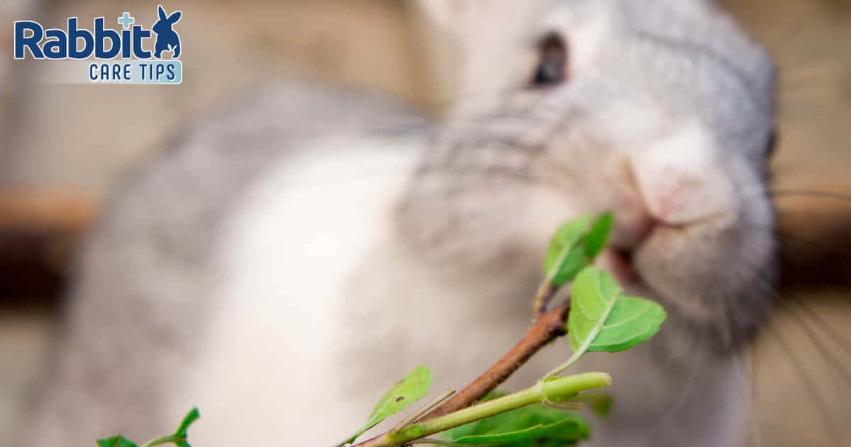 Can Rabbits Eat Basil? — Rabbit Care Tips