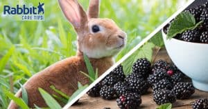 Can rabbits eat blackberries