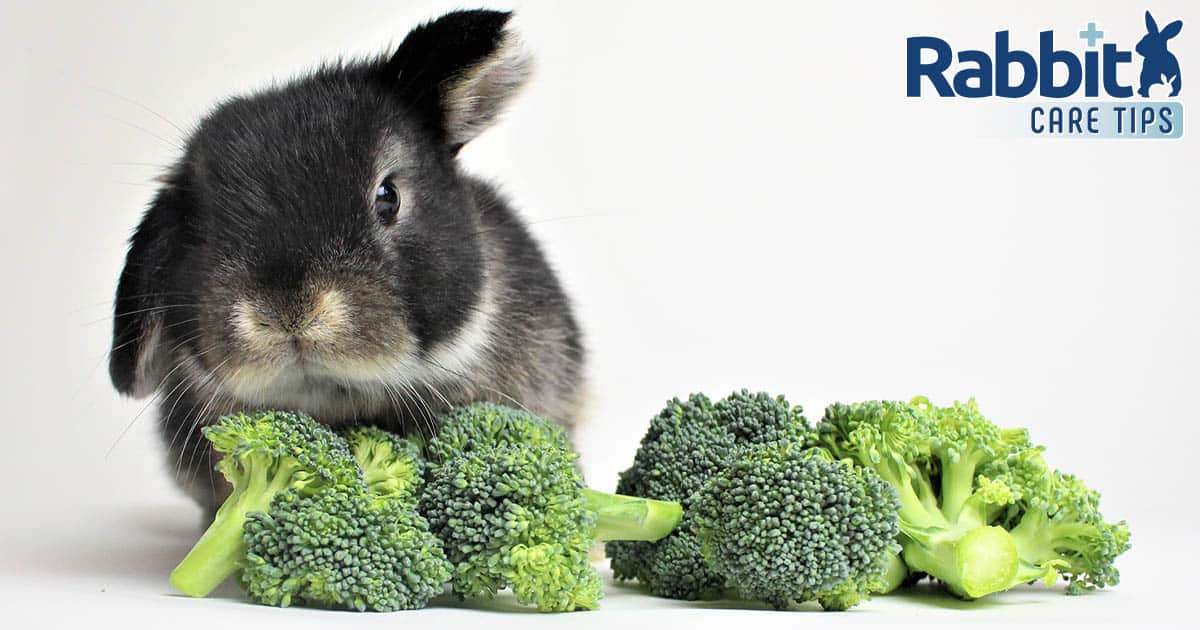 Rabbit eating broccoli