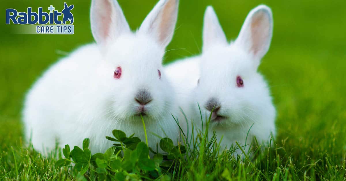 Rabbit eating clovers