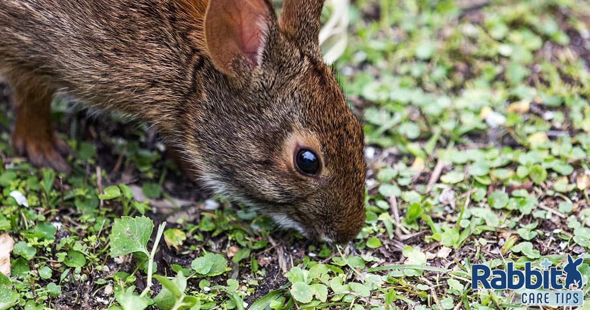 Rabbit eating clovers from the ground