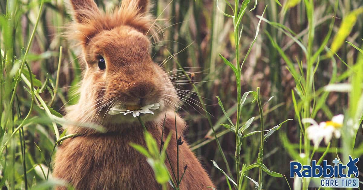 Rabbit eating daisy