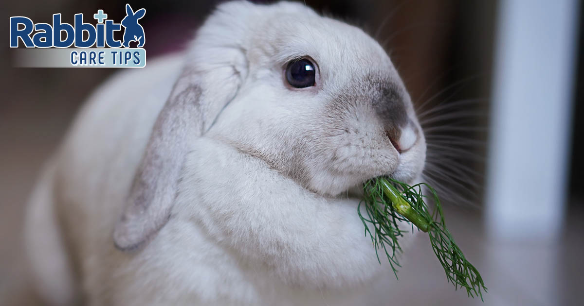 Rabbit eating dill