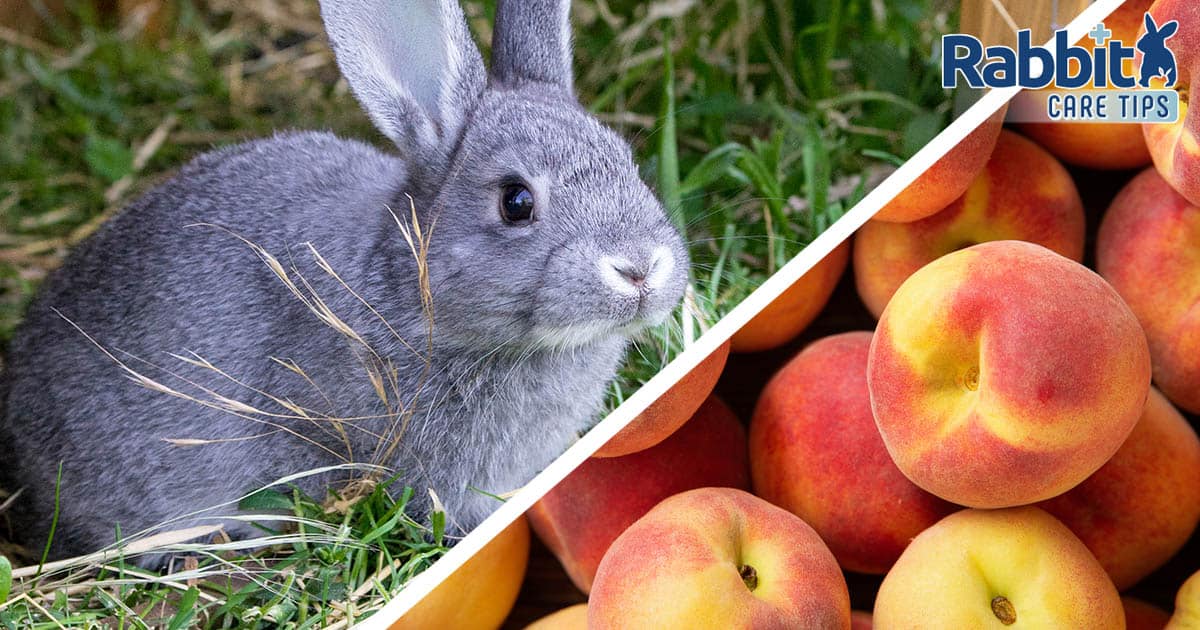 Rabbit eating peaches