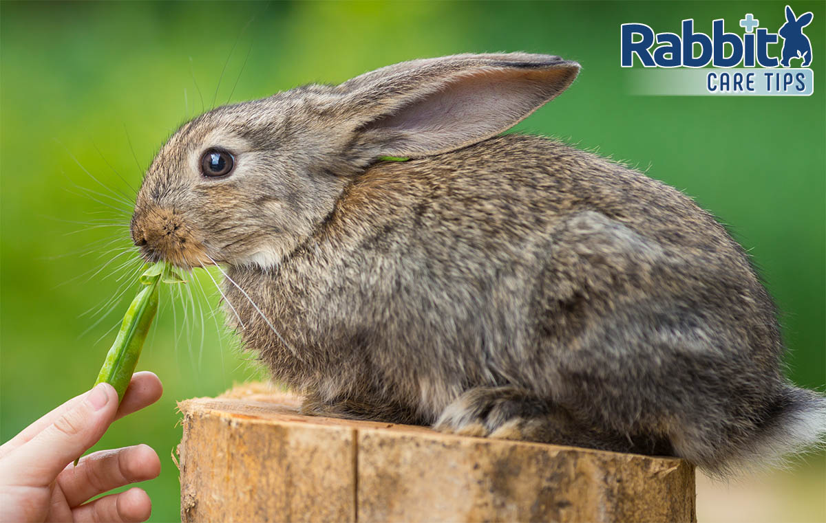 rabbit eating pea pods from a hand