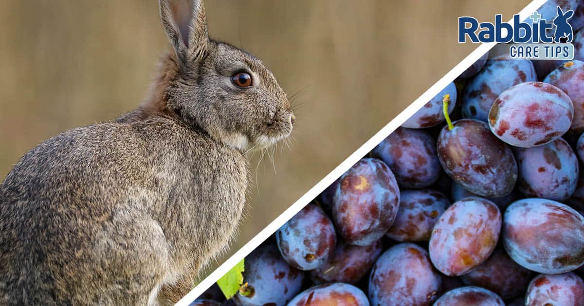Can rabbits eat plums