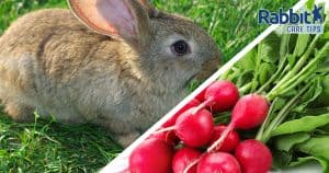 Rabbit eating radishes