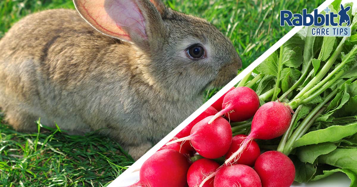 Can Rabbits Eat Radishes? — Rabbit Care Tips