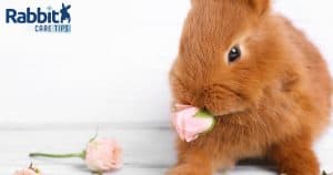 Rabbit eating a rose
