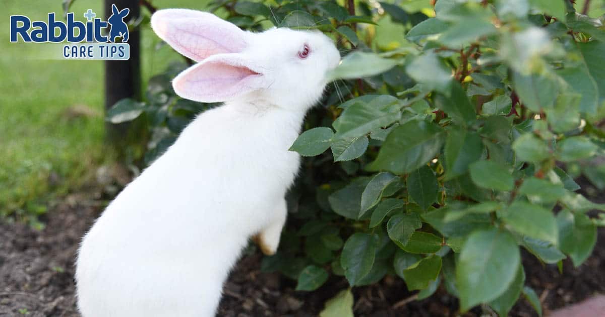 Rabbit eating rose leaves