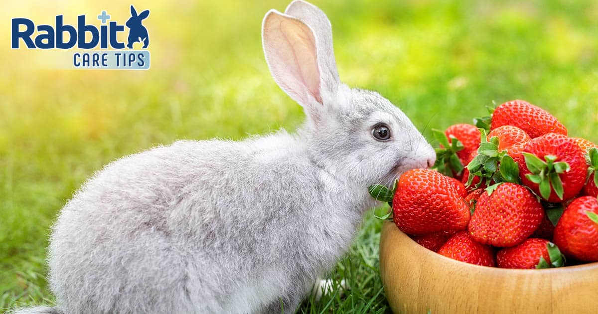 Rabbit eating strawberries
