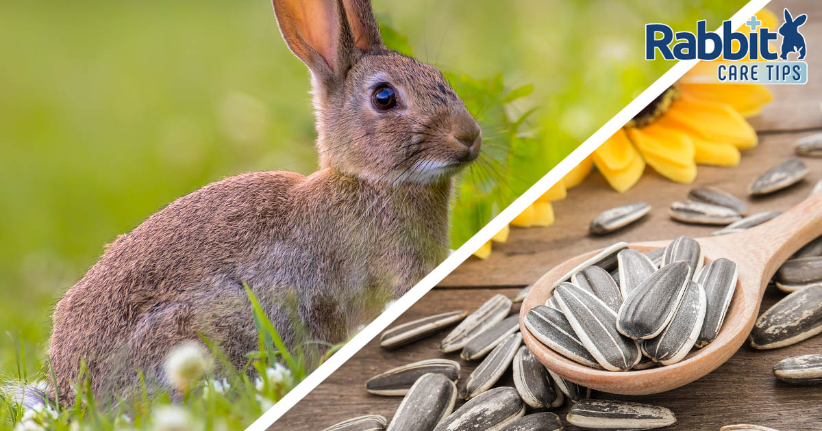 Can rabbits eat sunflower seeds