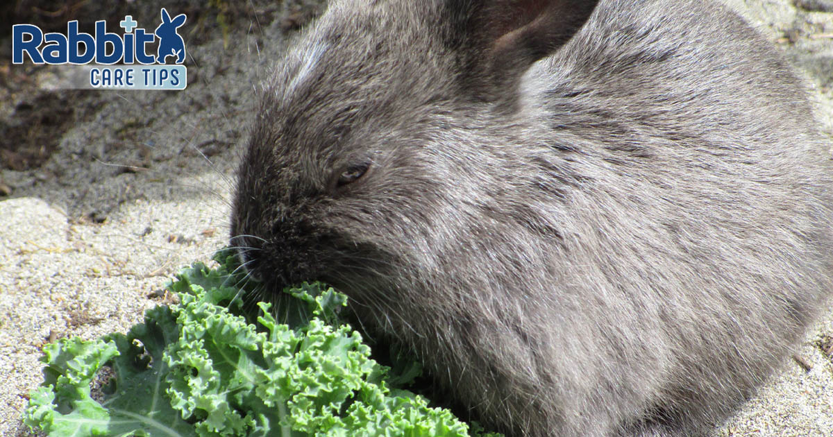 Rabbit feeding on kale