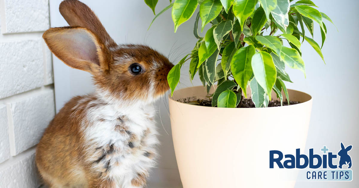 Rabbit eating a houseplant