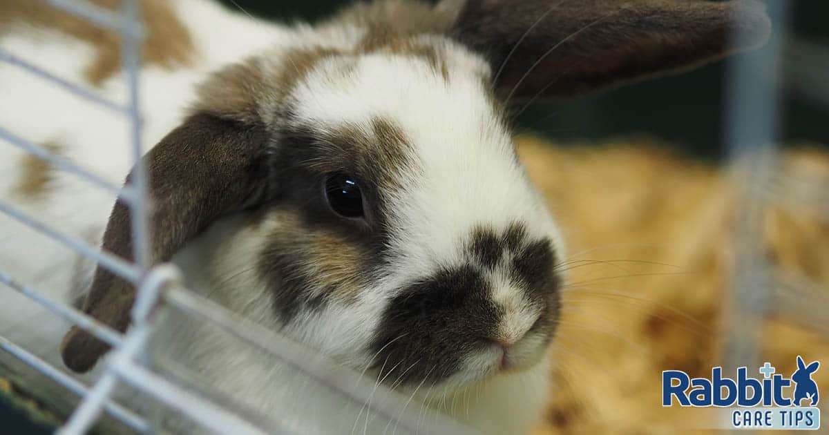 Pet rabbit in a cage