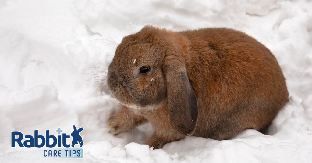 Do Rabbits Get Cold Outside? How Cold is Too Cold?