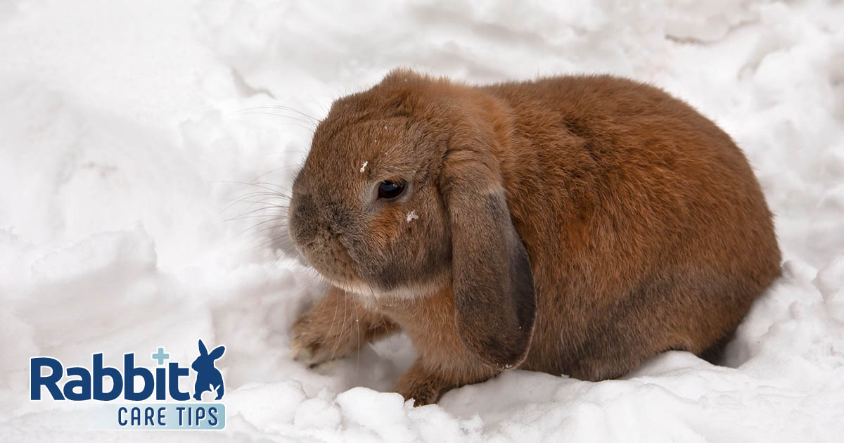 Rabbit in snow