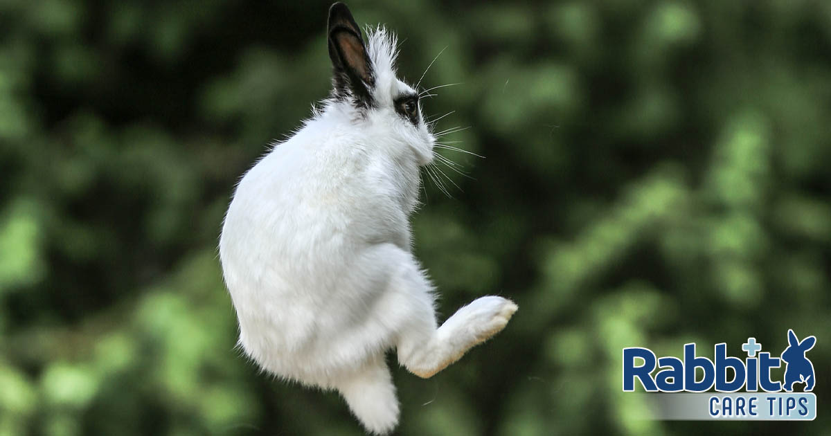 Rabbit jumping high