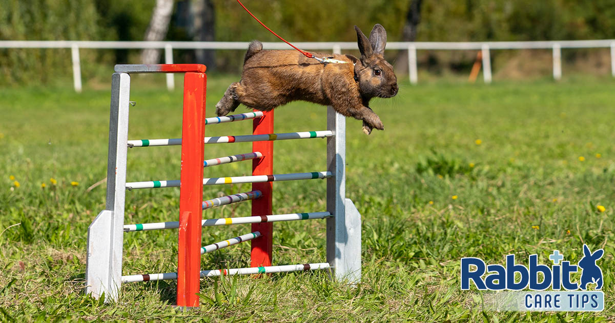Rabbit jumping obstacles