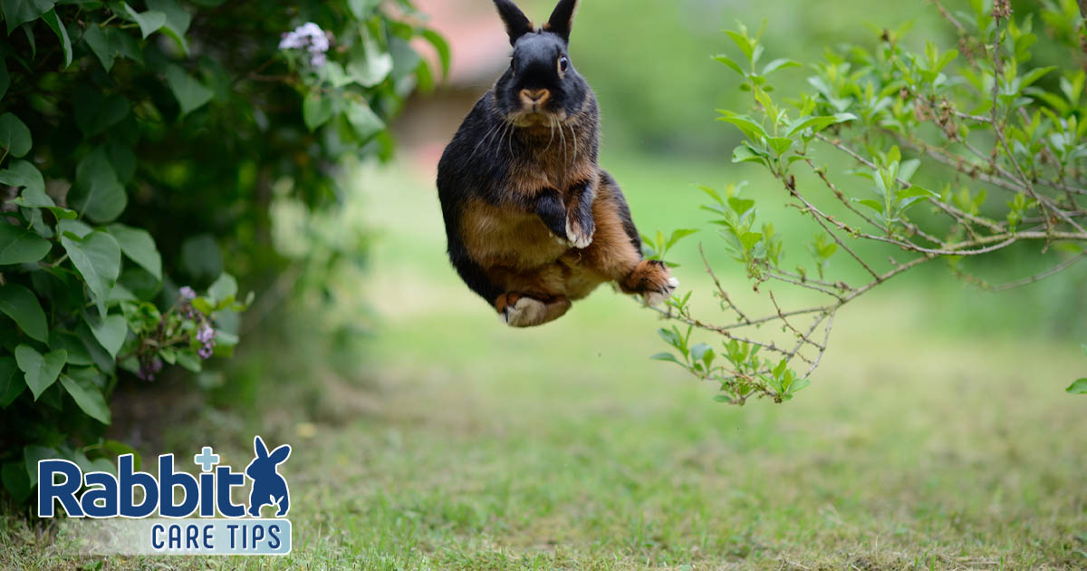 Rabbit jumping