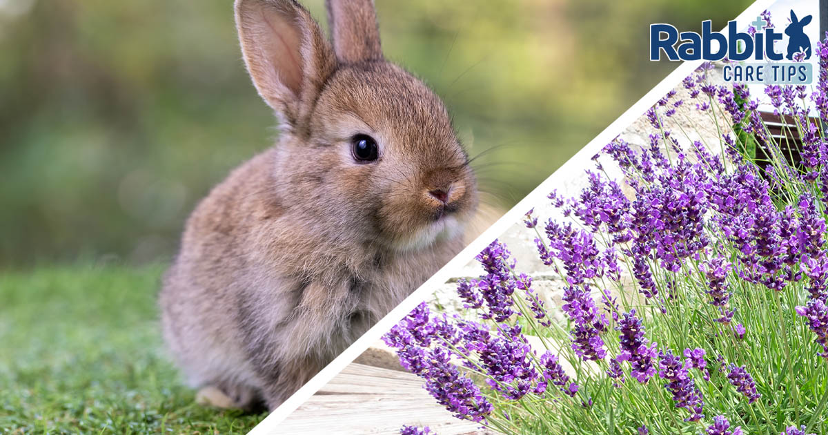 Can rabbits eat lavender