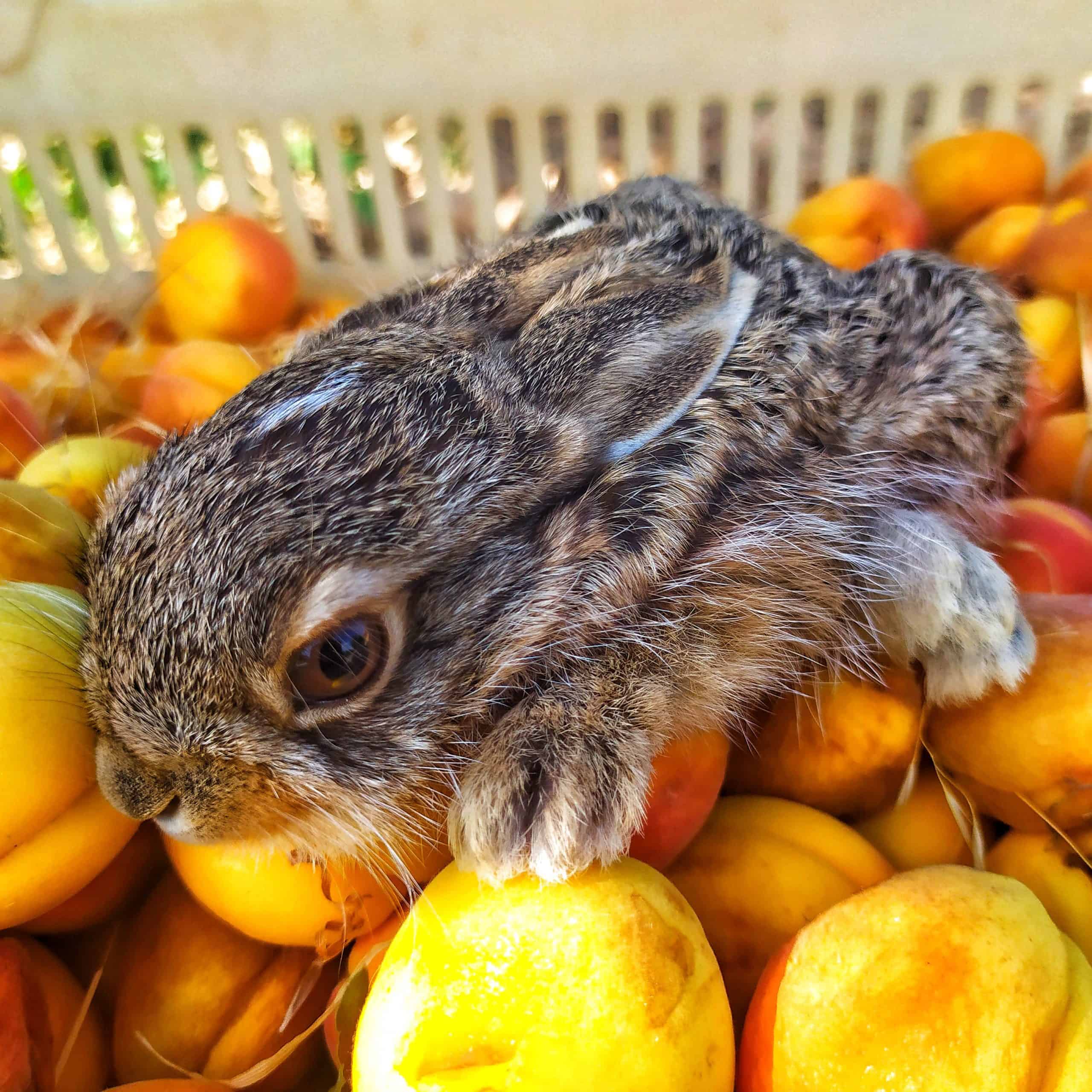 Small rabbit lying on apricots