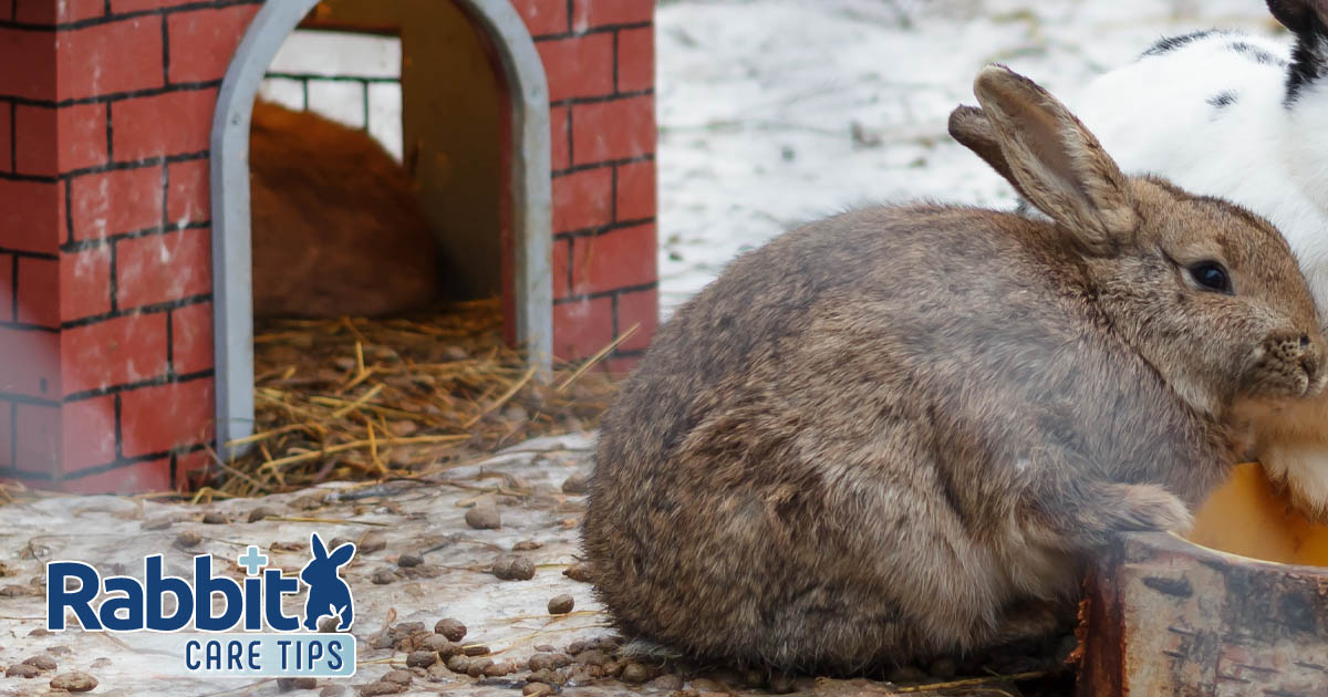 Rabbit outdoor winter housing