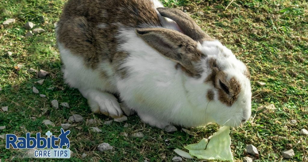 Can Rabbits Eat Cabbage? — Rabbit Care Tips