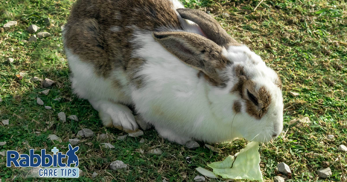 Rabbit outside eating cabbage
