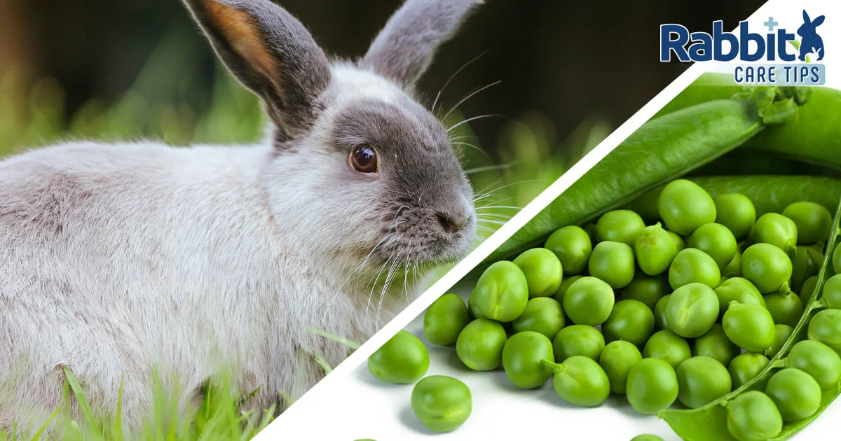 Can rabbits eat peas