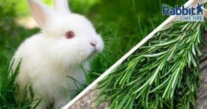 Can rabbits eat rosemary