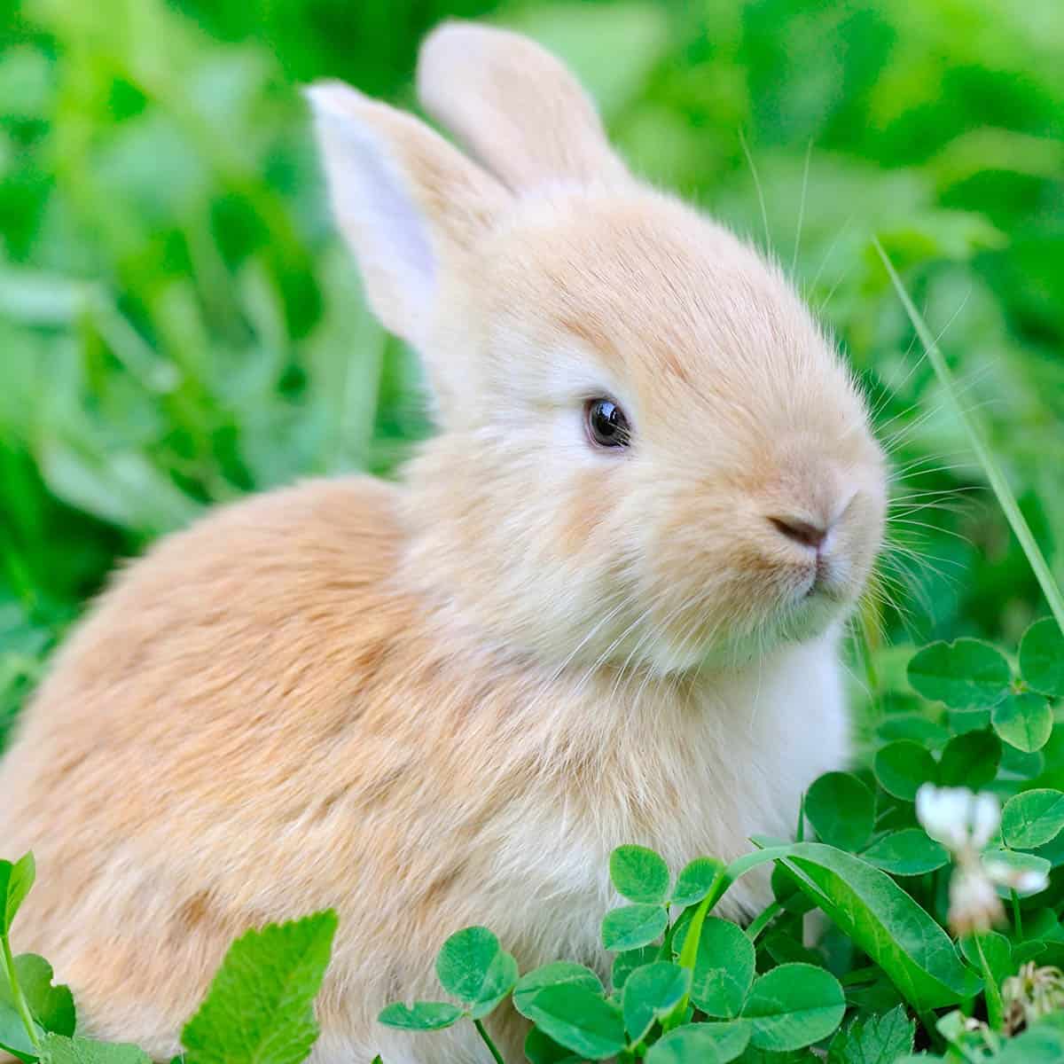 Rabbit surrounded by clovers
