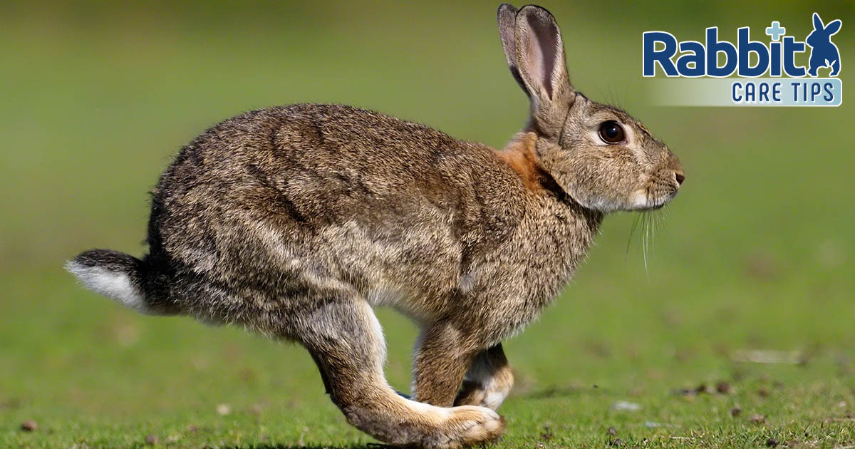 Rabbit running