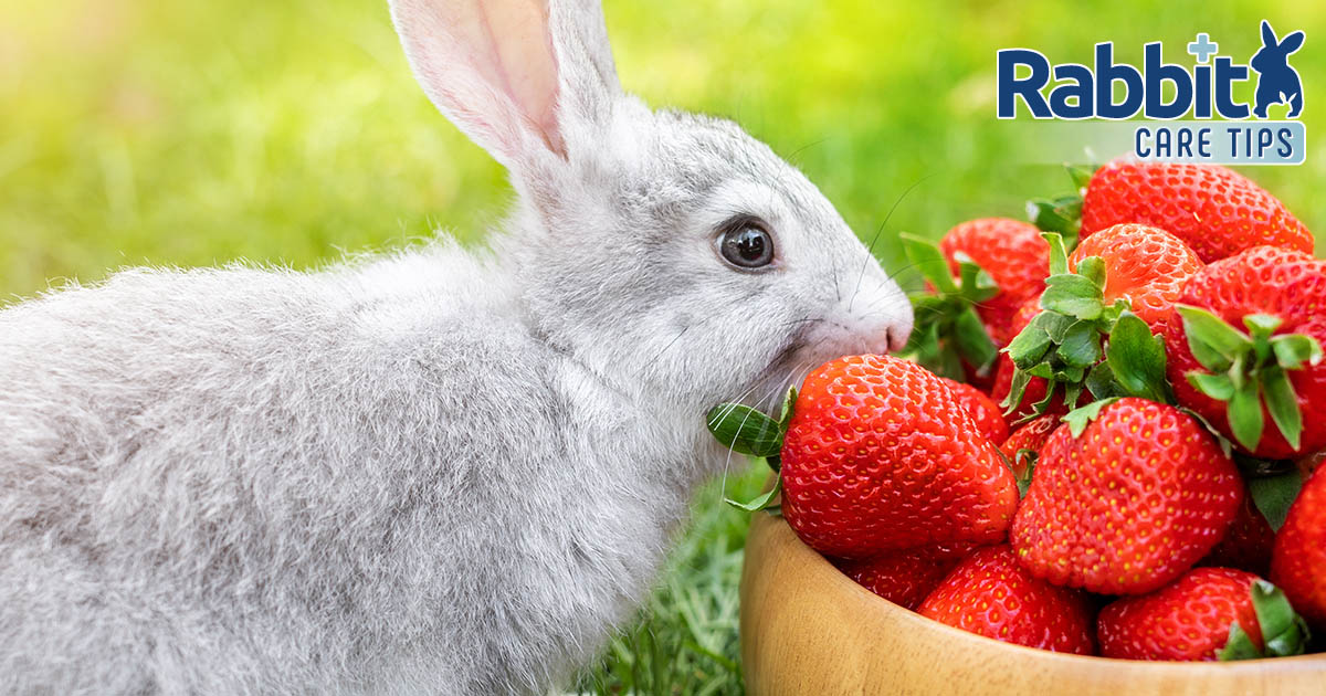 Rabbit eating strawberries