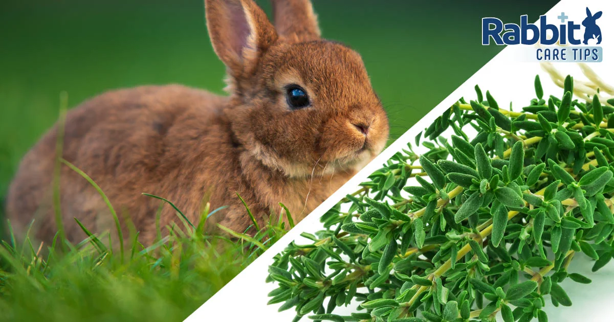 Can rabbits eat thyme