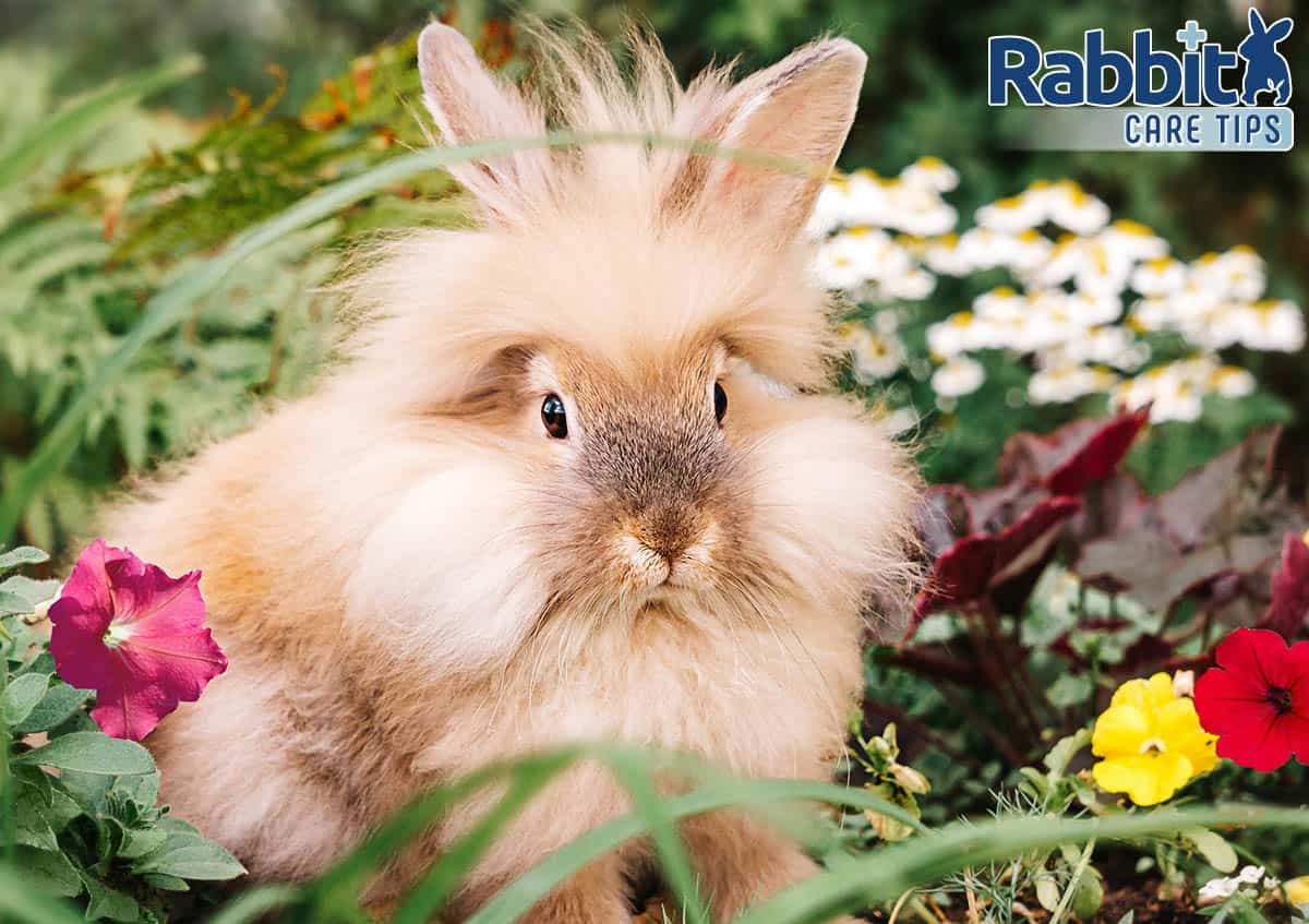 Cute rabbit with petunias