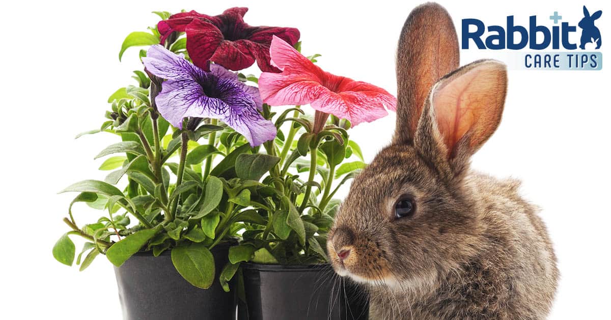 Can rabbits eat petunias