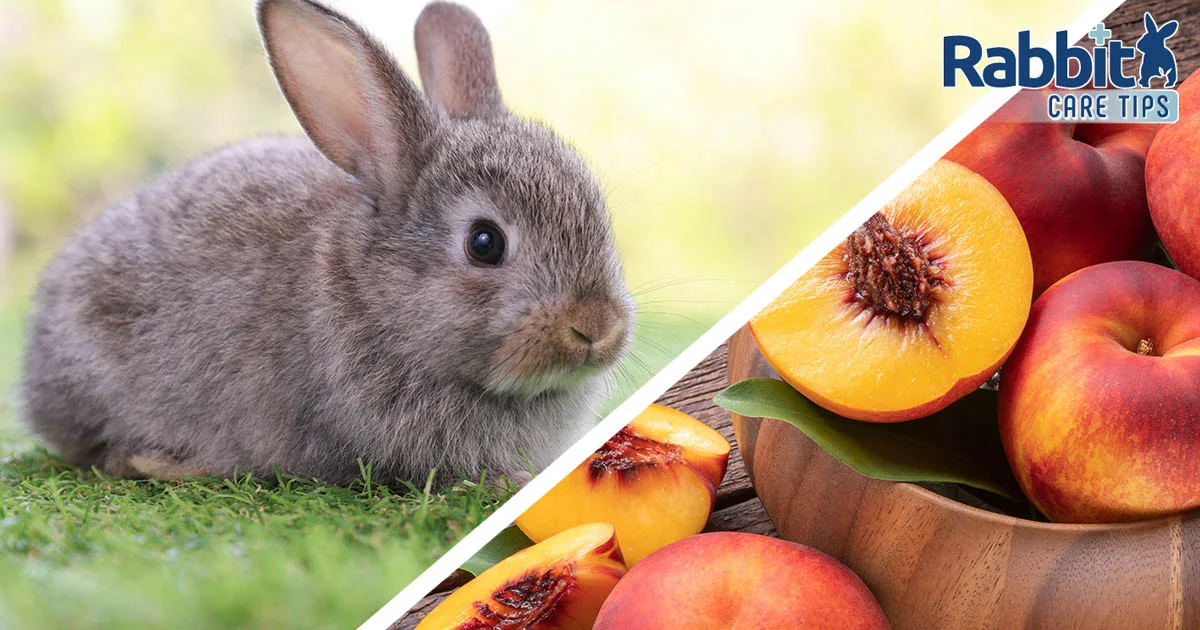 Can rabbits eat nectarines