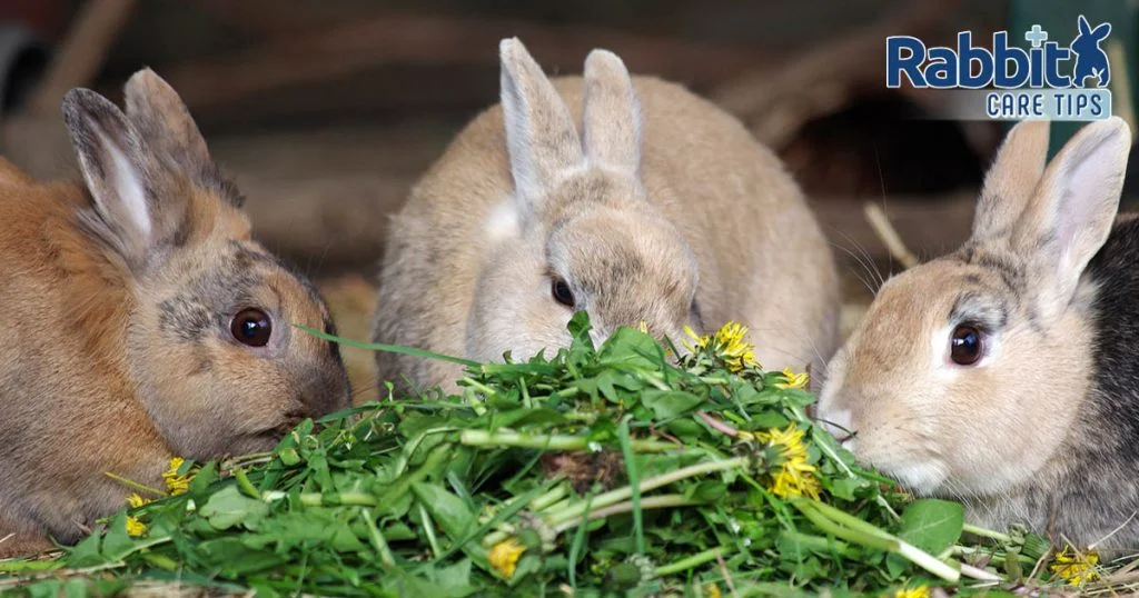 Rabbits eating dandelions