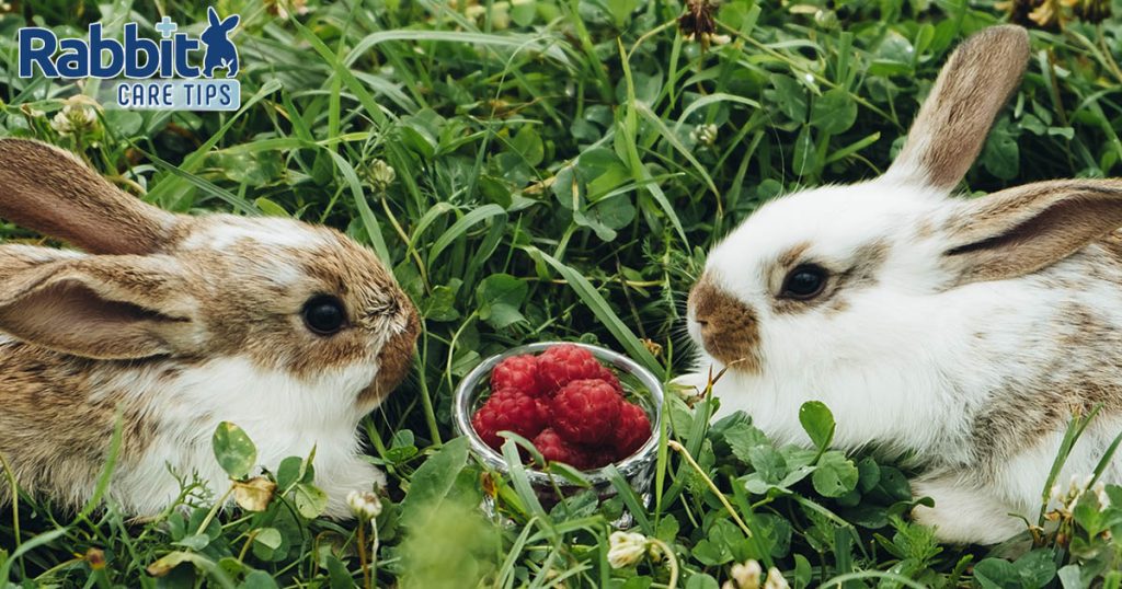 Rabbits eating raspberries