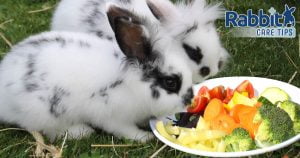 Rabbits eating vegetables